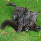 Image for article titled Which Mutt Deserves The Makeover?